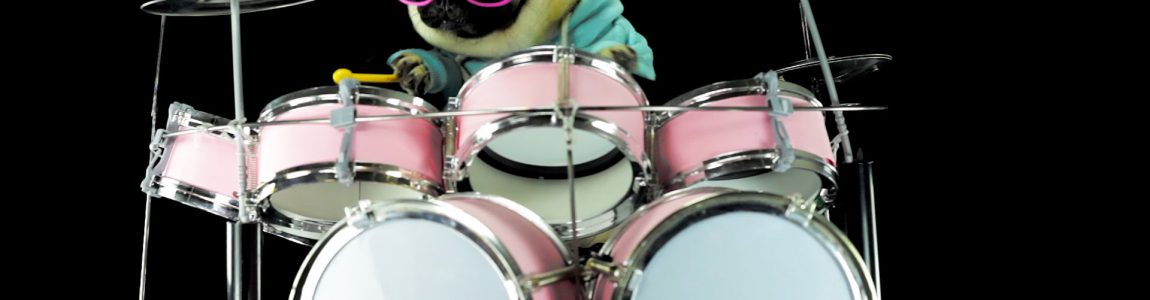 Dog is playing drums – Metallica Enter Sandman