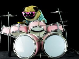 Dog is playing drums – Metallica Enter Sandman